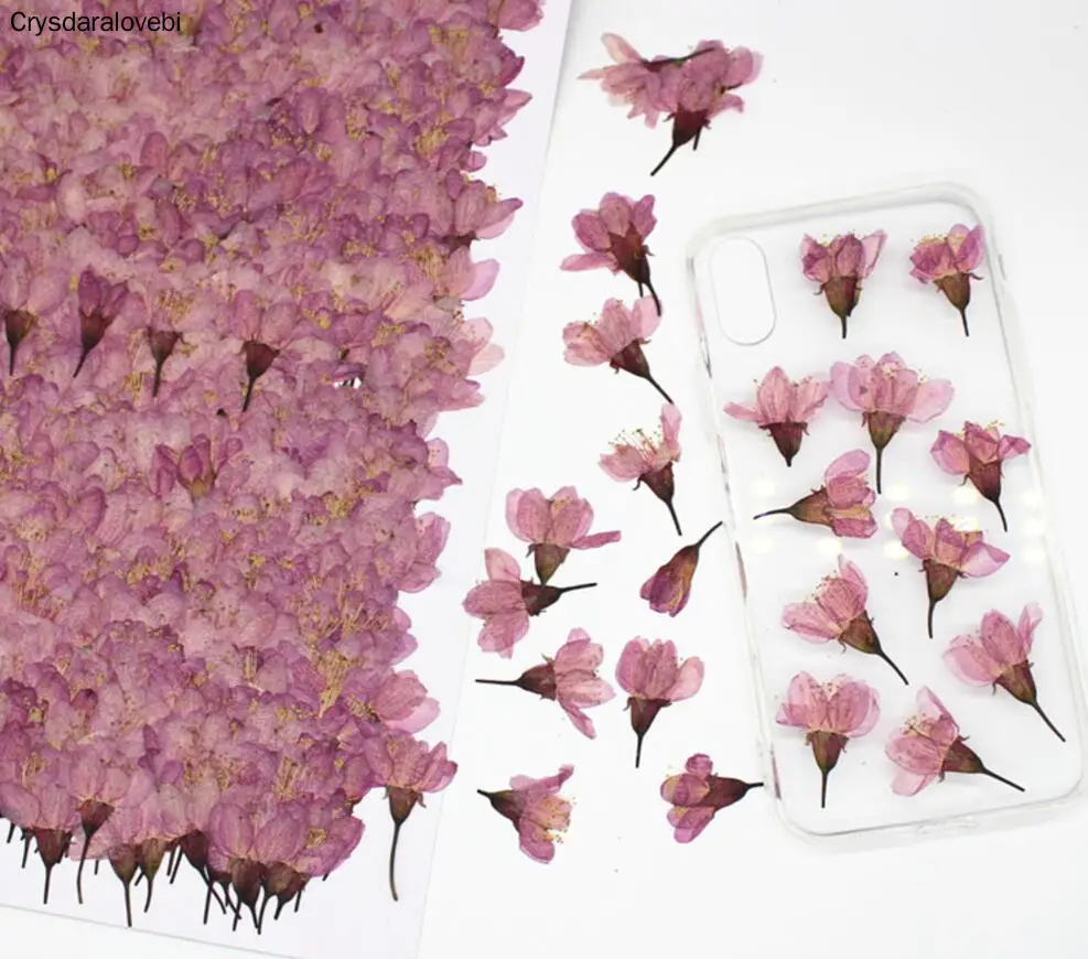 

250pcs Pressed Dried Cherry Sakura Flower Plants Herbarium For Resin Jewelry Making Postcard Frame Phone Case Craft DIY