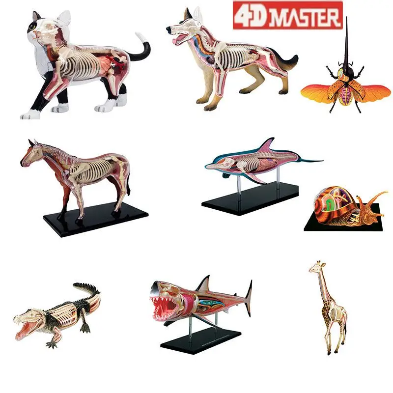 4D Master simulation horse pig cow animal anatomy model visceral memory assembly model removable ornament DIY