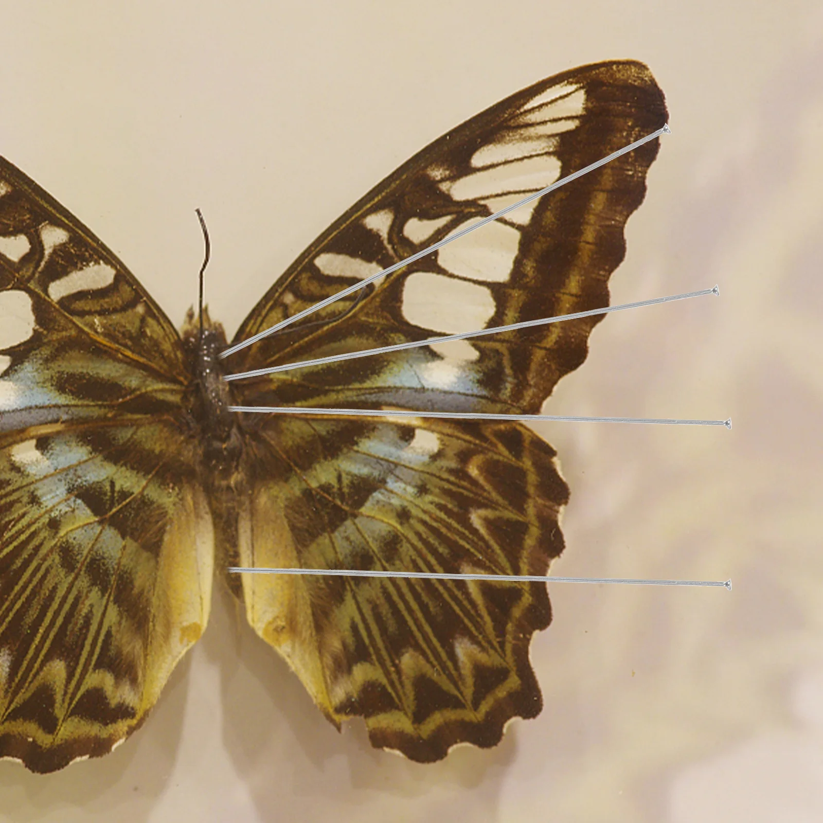 

300Pcs Specimen Pins Stainless Steel Insect Needles for Butterfly Entomology Collecting Professional Metal Pins with Storage