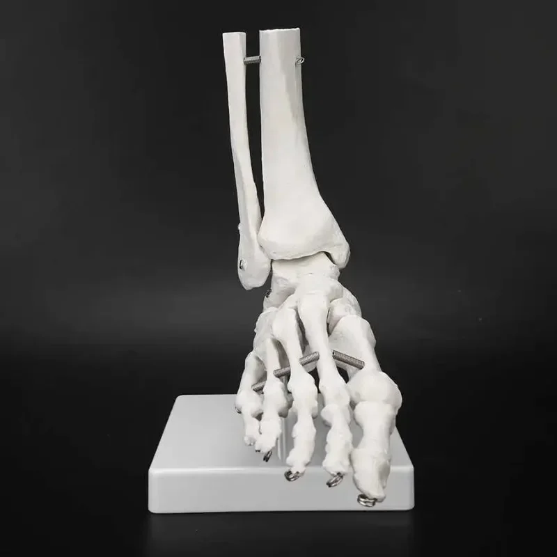 Foot Joint Model Medical Anatomical Study 1:1 Human Foot Ankle Bone Skeletal Show Teaching Demonstration Skeleton Model