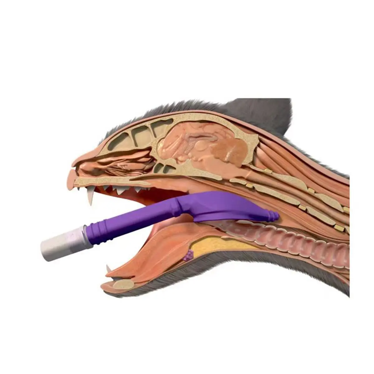 

Медицинская интубационная трубка Digital Essentials Cat Blind Intubation Tube Medical Soft V-Gel Supraglottic Airway ET Tube Device для кошек, ветеринарные инструменты