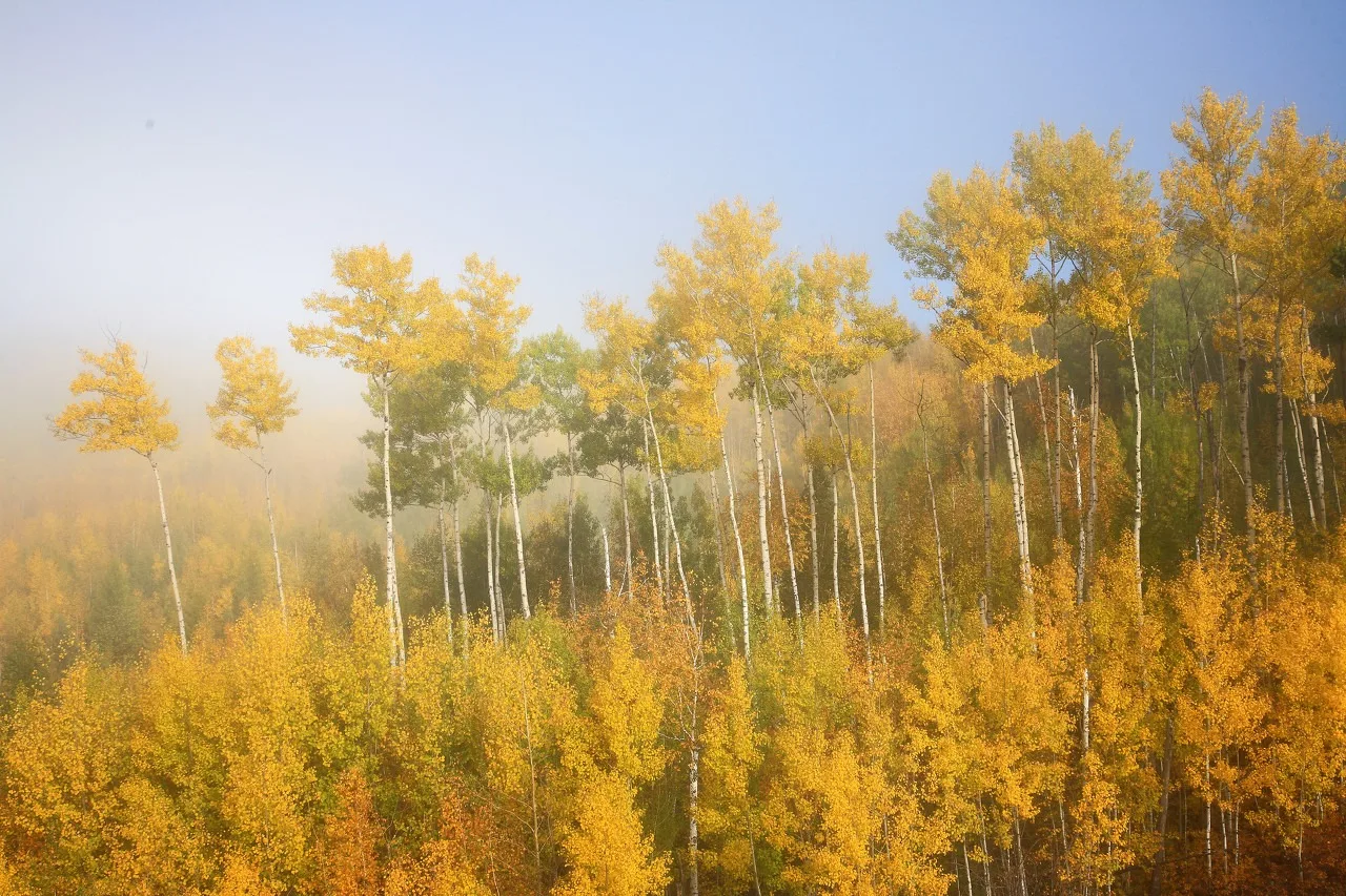 

Лазерный аппарат 2-в-1: диодный лазер 808 нм и пикосекундный лазер для безболезненного удаления волос, удаления татуировок, омоложения кожи. Косметологическое оборудование.