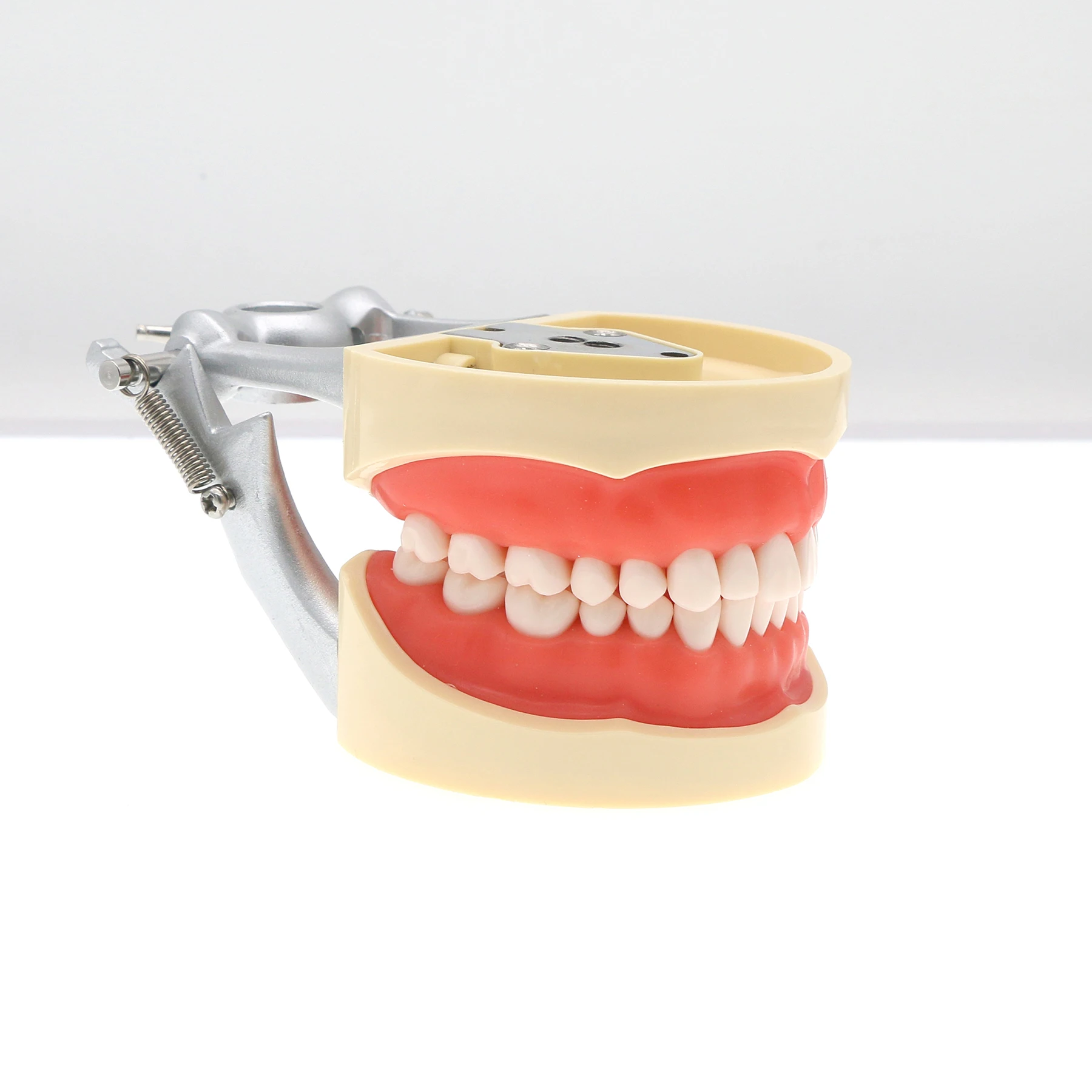 

Dental Teeth Model Typodont 32Pcs Replace Screw-in Kilgore Nissin 200 Type M8012
