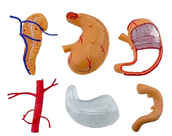 

Medical Teaching Human Organ Model 4D Assembled Stomach Structure Anatomy Model Stomach Anatomy Model