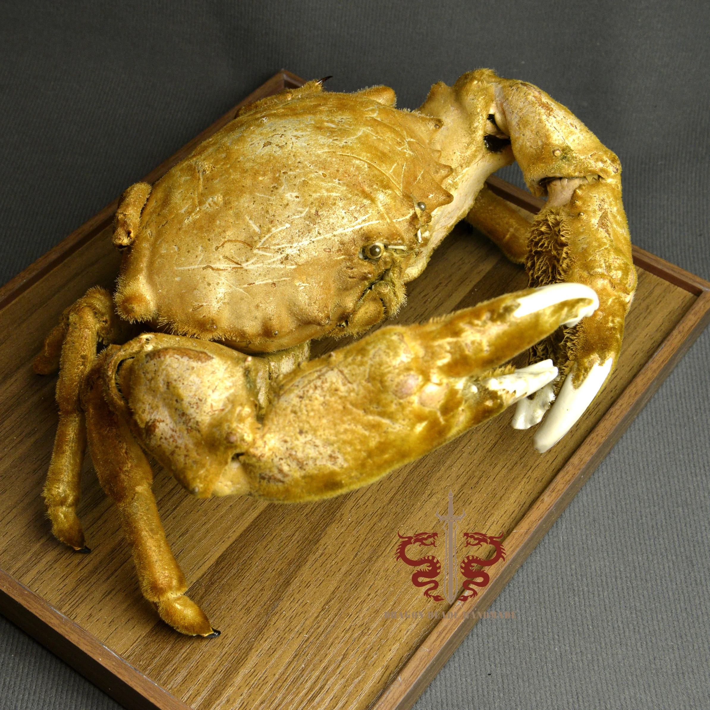 Crab specimen real Lauridromia dehaani, super large size, museum-quality, Collection Home Decor Ornament Desk Decoration