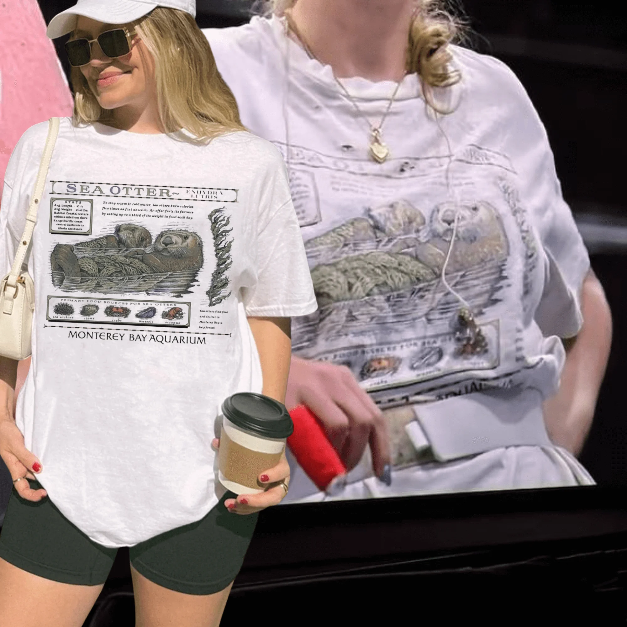 Sea Otter Monterey …