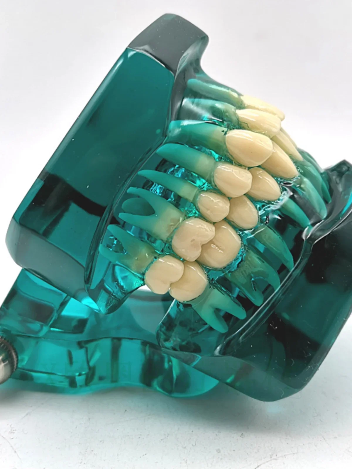 Modello didattico dentale Ortho Metallo/Ceramica Con/Senza staffa Accessori per odontoiatria Ortodonzia Strumento per modellare i denti finti