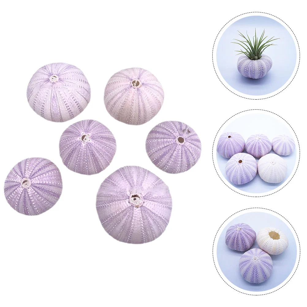 6 Pcs Natural Shell Conch DIY Sea Urchin Ornaments Bracket Fish Tank Decors Shells Air Plant Pot