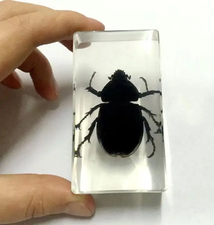 short time 10 pcs Resin Insect Specimen Handicraft black color Beetle Biological Sample Gift  ymm