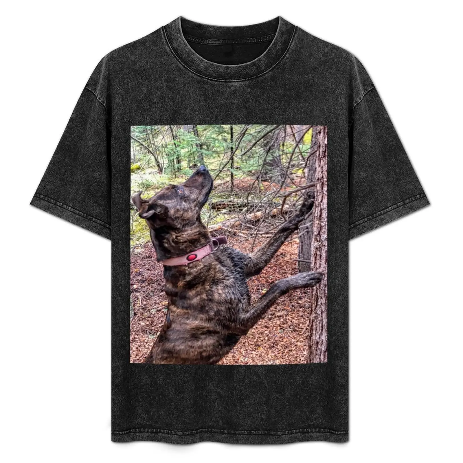 Squirrel Chasing Plott Hound T-Shirt plus size clothes vintage graphic tee essential t shirt boys whites funny t shirts men