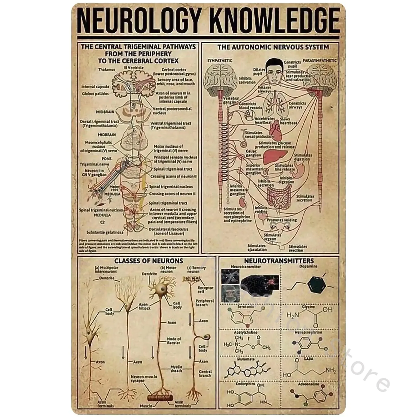 Neurology Knowledge Metal Tin Sign Doctor Anatomy Infographic Poster Hospital Clinic Specialist Home Bedroom  Room Decoration