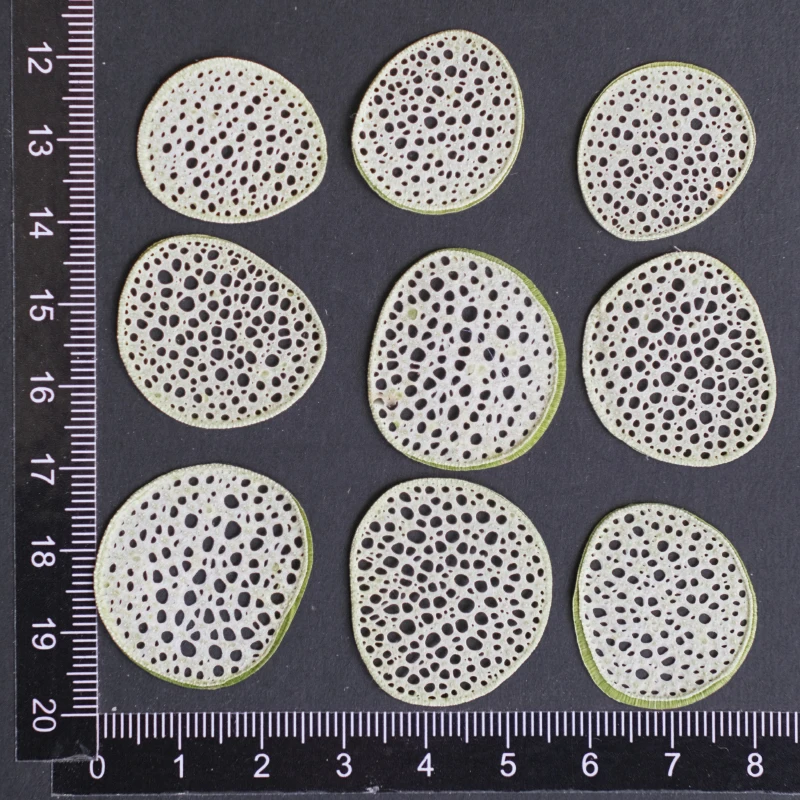 12 Stück, geprägte Luffa-Scheiben, getrocknete Blumenproben für UV/Epoxidharz, Fotorahmenkunst, Grußkarten und Lesezeichen, Bastelmaterialien – Detail 7
