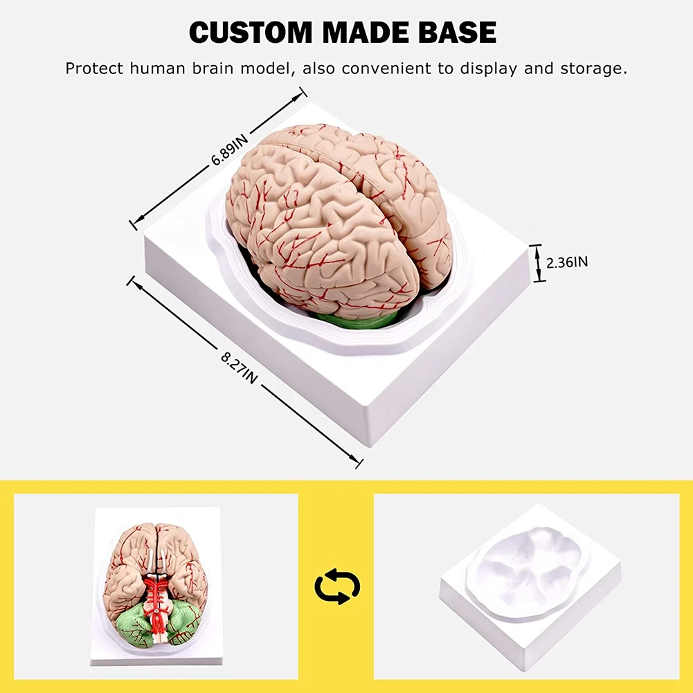 Human Brain,Life Size Human Brain Anatomy Model with Display Base, for Science Classroom Study & Teaching Display B