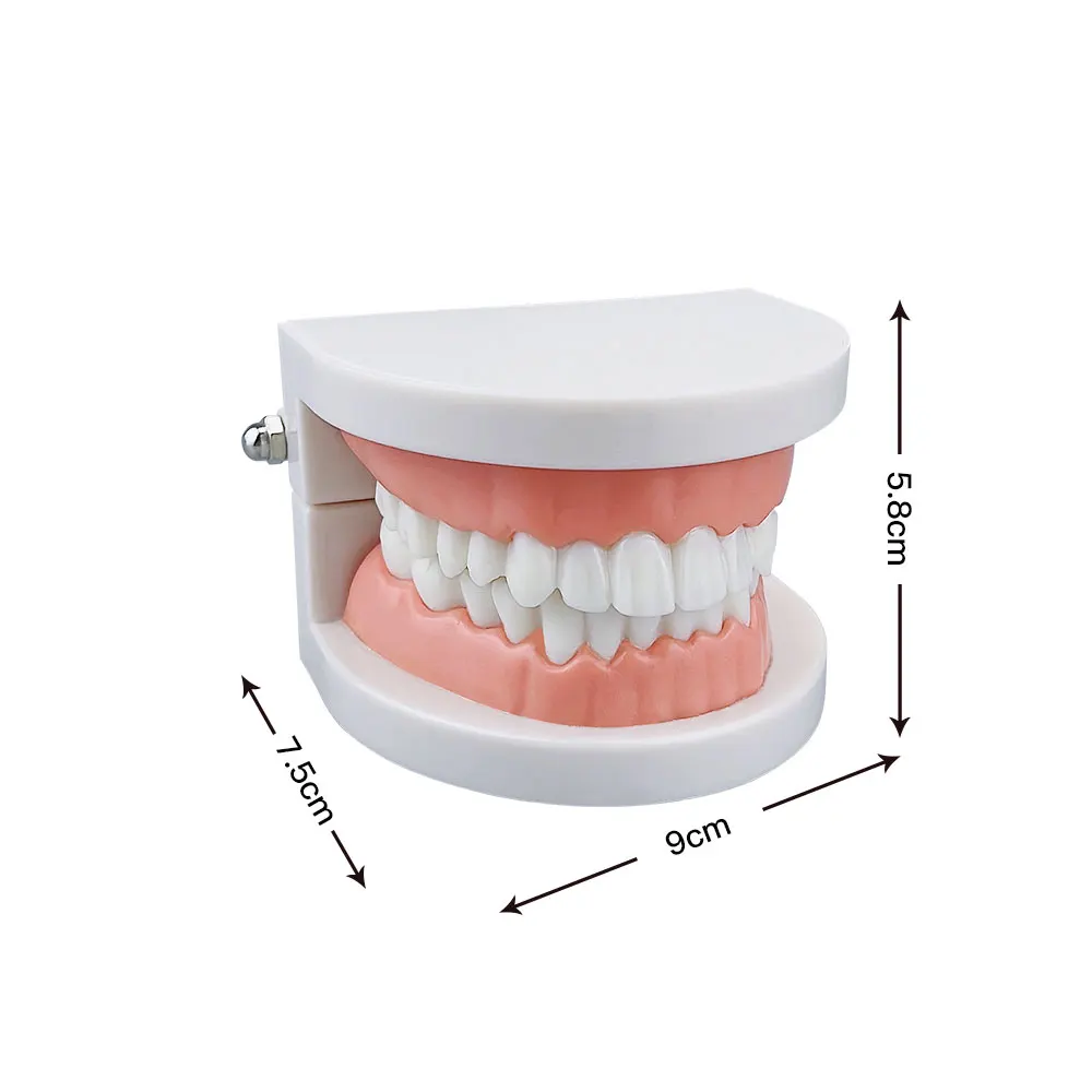 1szt Model zębów dentystycznych Model studenta dentysty do nauczania materiałów dentystycznych Praktyka dentystyczna Nauczanie dziąseł Model szczęki