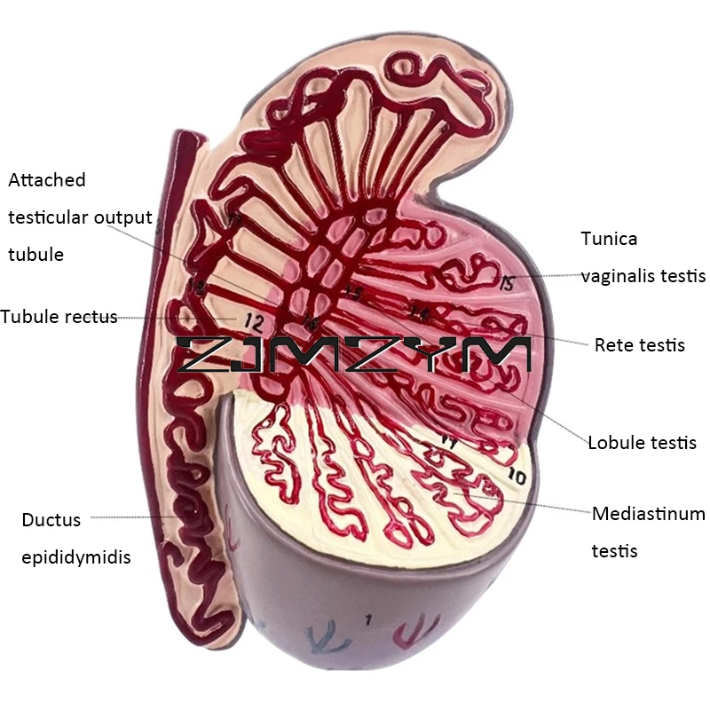 ระบบสืบพันธุ์เพศชาย1ชิ้นแบบจำลองทางกายวิภาคของโครงสร้างอัณฑะเครื่องมือการสอนทางการแพทย์