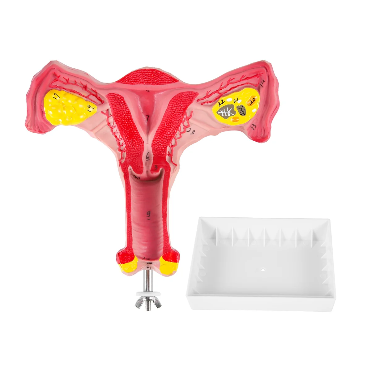 1:1 Human Female Uterus Ovary Fallopian Tubes Model Anatomical Human Anatomy Model Teaching Tools