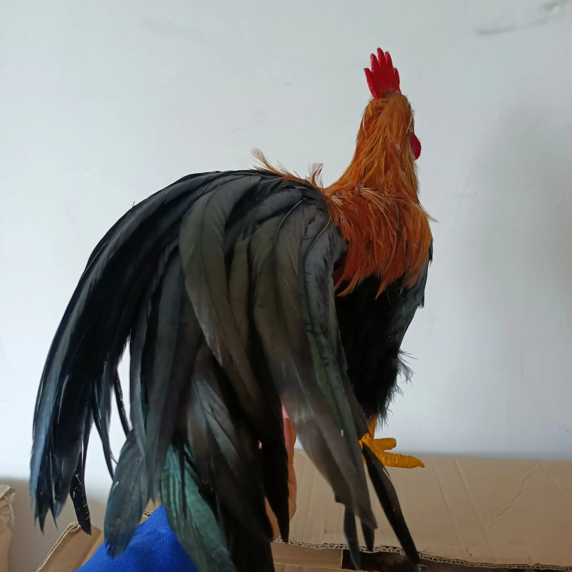 simulation black chicken model foam&feather long tail chicken garden decoration gift about 45cm d0480