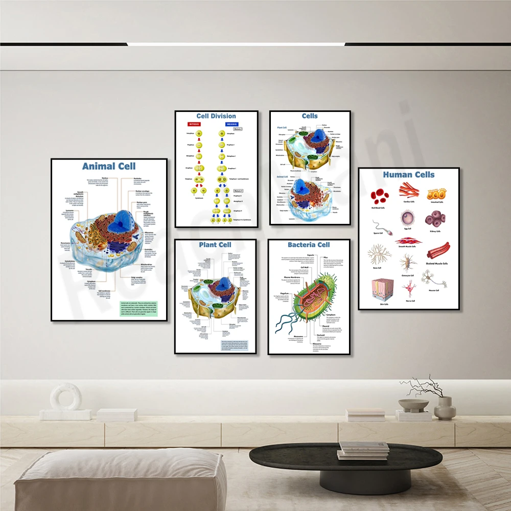 Plant cells, leaf structure, animal and plant cells, bacterial cells, cell biology, science biology classroom education poster