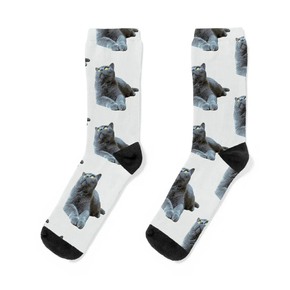 

British Shorthair Cat - Blue with Orange eyes Socks snow Men's Socks Male Women's