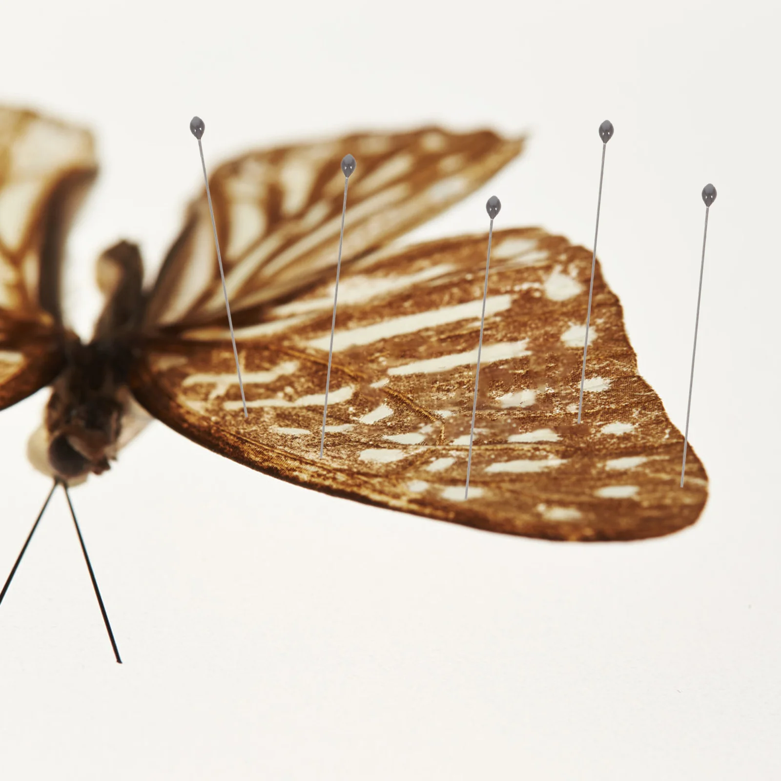 

100Pcs Stainless Steel Insect Mounting Pins Specimen Fixing Kit Reliable Tool for Display Preservation Insect Mounting Supplies