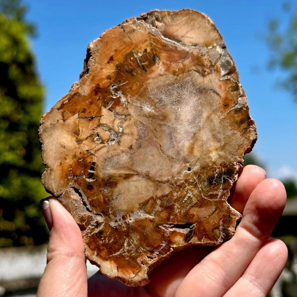 شرائح الخشب الطبيعية المتحجرة شريحة خشبية مع أنماط حلقة شجرة عينة معدنية للتأريض وموازنة الطاقة