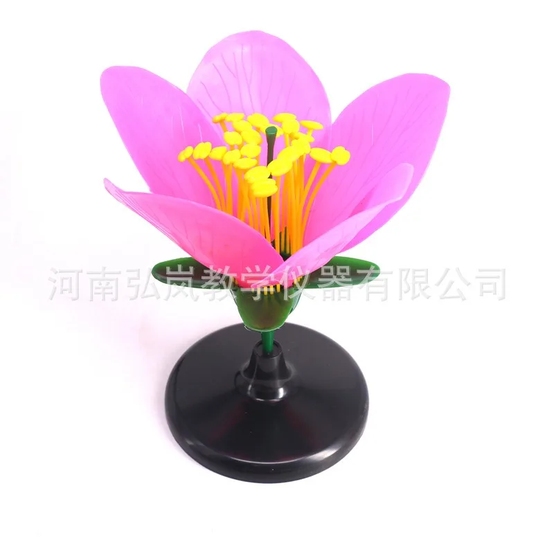 Detachable Giant Dicot Flower Peach Blossom Flower Anatomy Model Plant Anatomical Model Biology Teaching Experiment Equipment