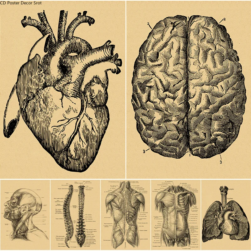 Human Anatomy Poster Organ Heart Brain Lung Muscle Skeleton Kraft Paper Vintage Room Bar Medical Clinic Decor Art Wall Painting