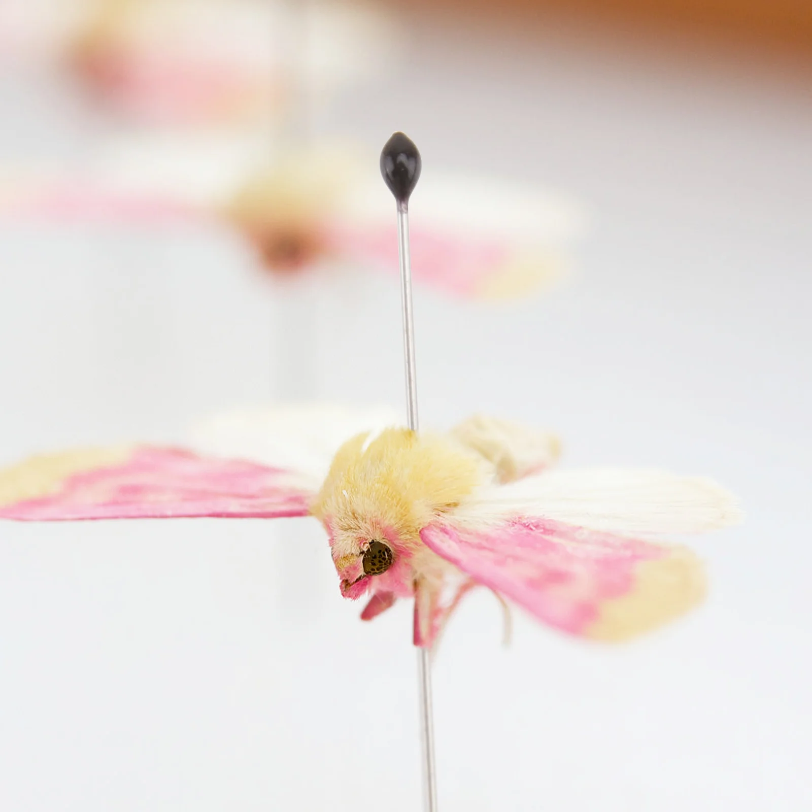 

100Pcs Specimen Pins Stainless Steel Durable Small Size Science Education Entomology Collection Pin Specimen Pin