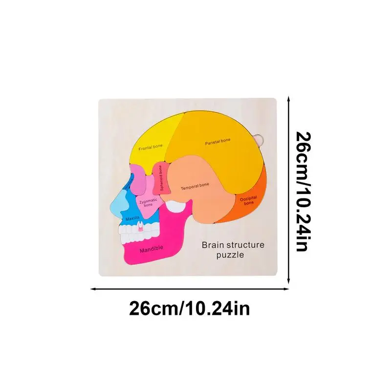 Menschlicher Körper für Kinder, Anatomie für Kinder, Lernen, kreative realistische Puzzlespiele für die Schule, Vorschullabor, Klassenzimmer, Wissenschaft