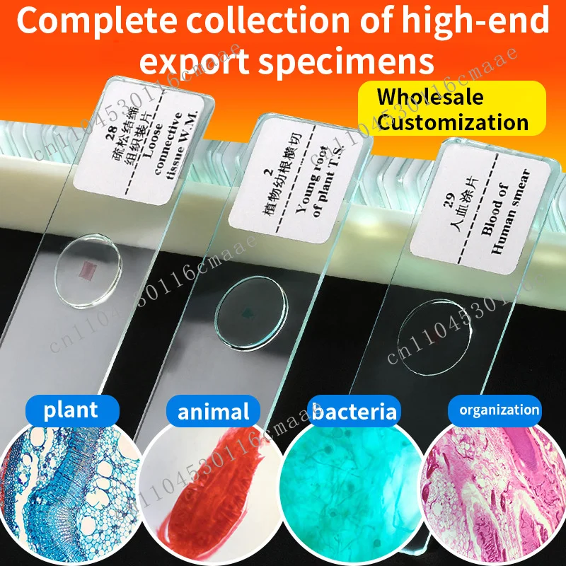 35-Pack of high-quality biological microscope slides for microscopic observation of plant tissues, insect organs, and microbial