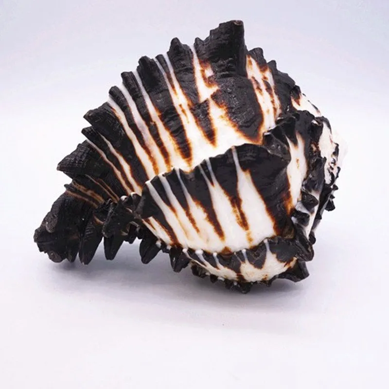10-12 cm Large Conch Shell Black Zebra Murex American Black Bone Snail Fish Tank Landscaping Home Decoration Gifts Specimen