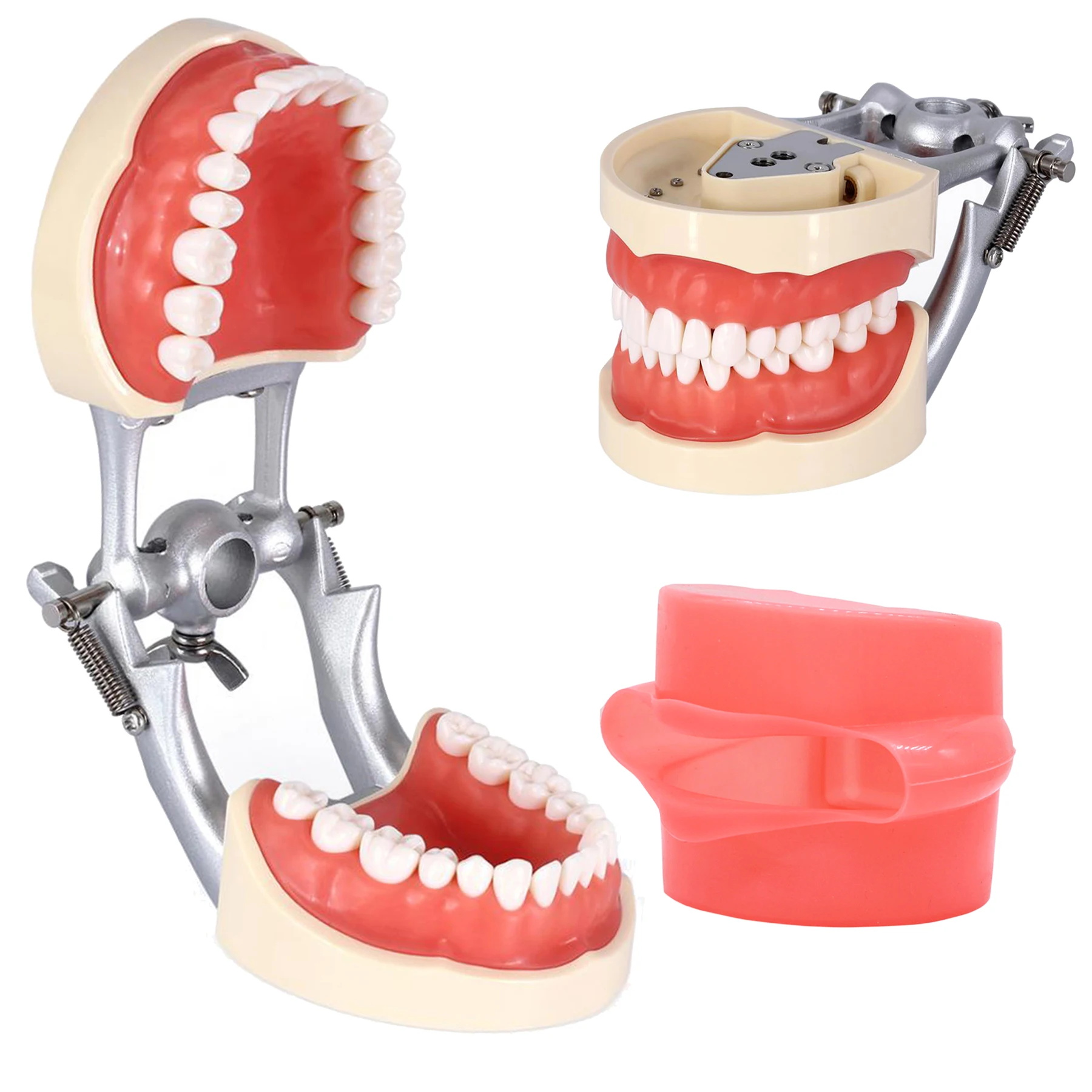 Dental Teaching Model With Removable 32pcs Tooth For Kilgore NISSIN 200 Type For Teaching Demo