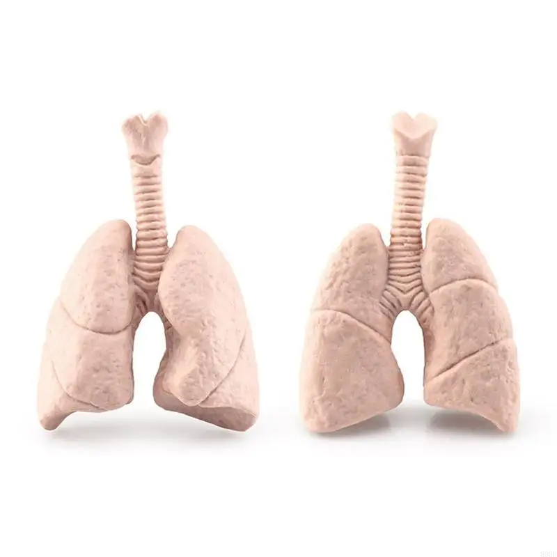 808E Human Torso Simulation Anatomy Organ Biology Models Toy Classroom Teaching Aid