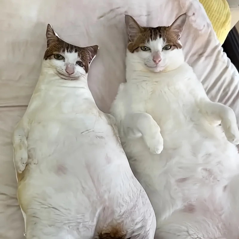 �y�Z�[�����z�J�X�^�}�C�Y���ꂽ�X���y�b�g�ʐ^�̖��A�_�炩�����K�ȃ|���G�X�e���@�ې��ADIY�X���[�v�}�b�g�A�L�⌢�ɍœK