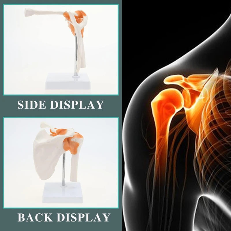 2025 New  Shoulder Anatomy Model With Functional Ligaments, Shoulder Joint Model For  Teaching Display Model