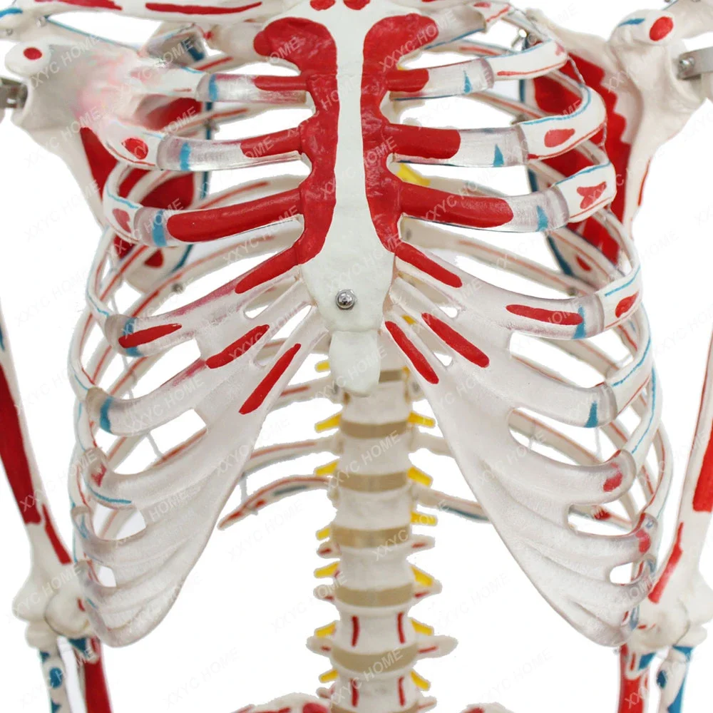 FRT003 Human Skeleton 176cm Life Size Manual Stringing Whole Body Muscles Anatomical Skeleton Bone Model