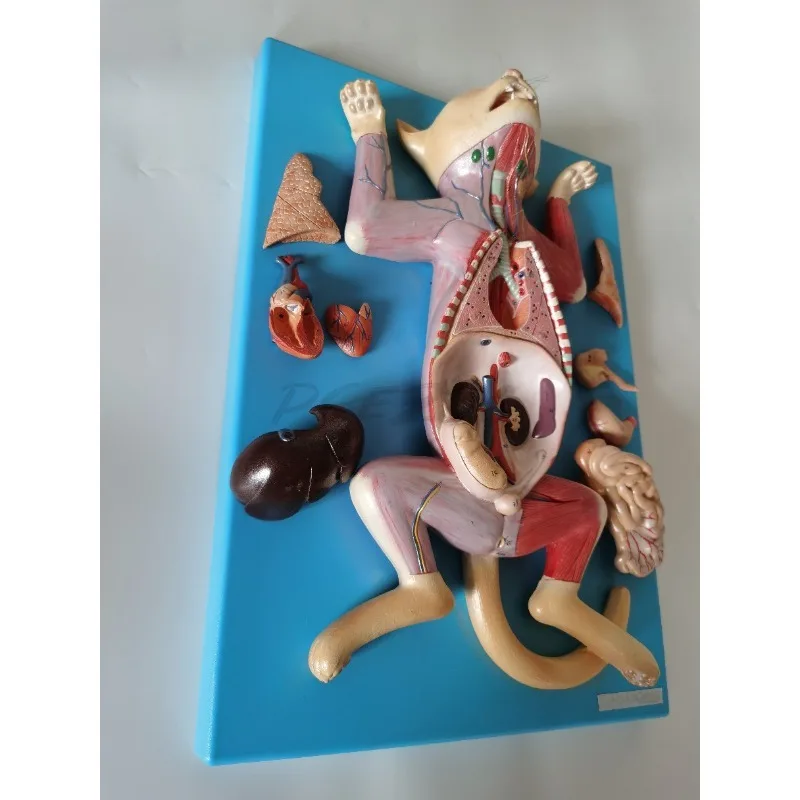 Anatomia avançada do gato Abdominal Anatomia do gato Ensino Modelo experimental de anatomia animal
