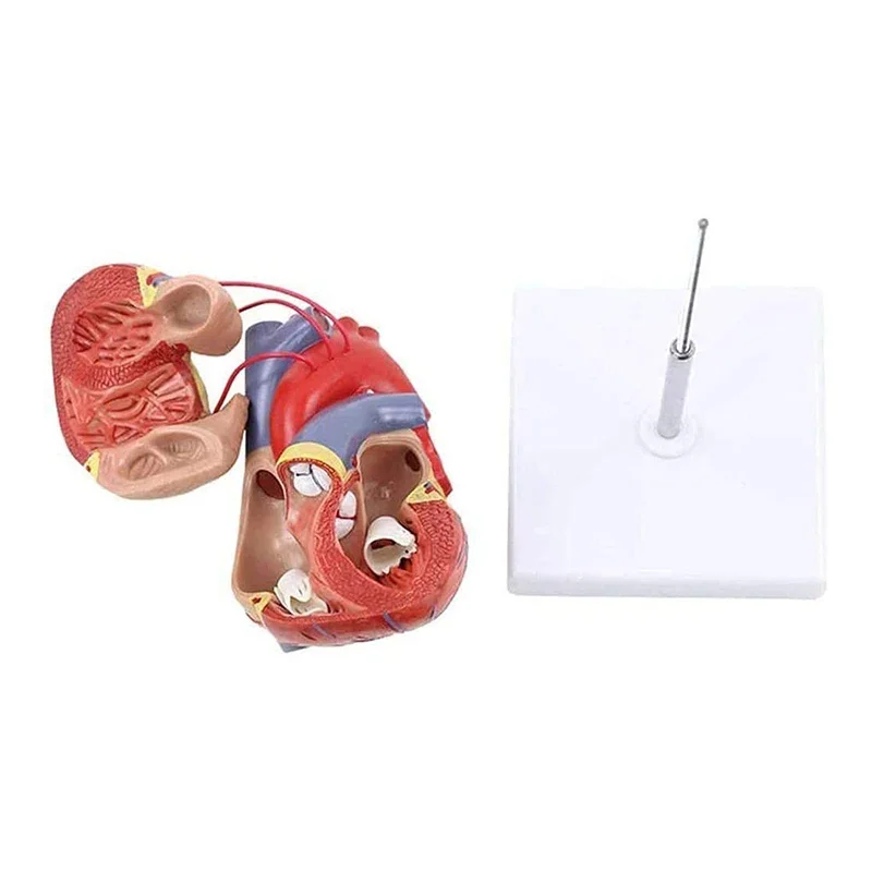 Natural Large Human Heart Bypass Surgery Heart Anatomy Model 1:1 Scale Heart Model