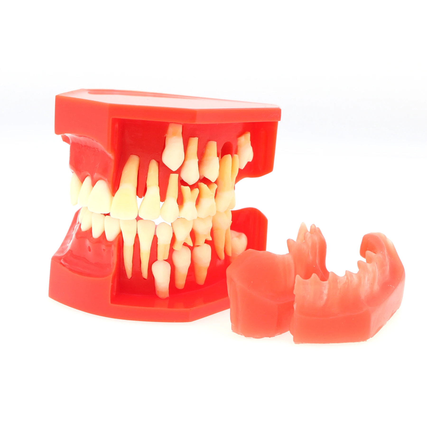 

Dental Teach Model Permanent Teaching Tooth Alternate Demonstration Study Detached Upper and Lower Jaw M7013