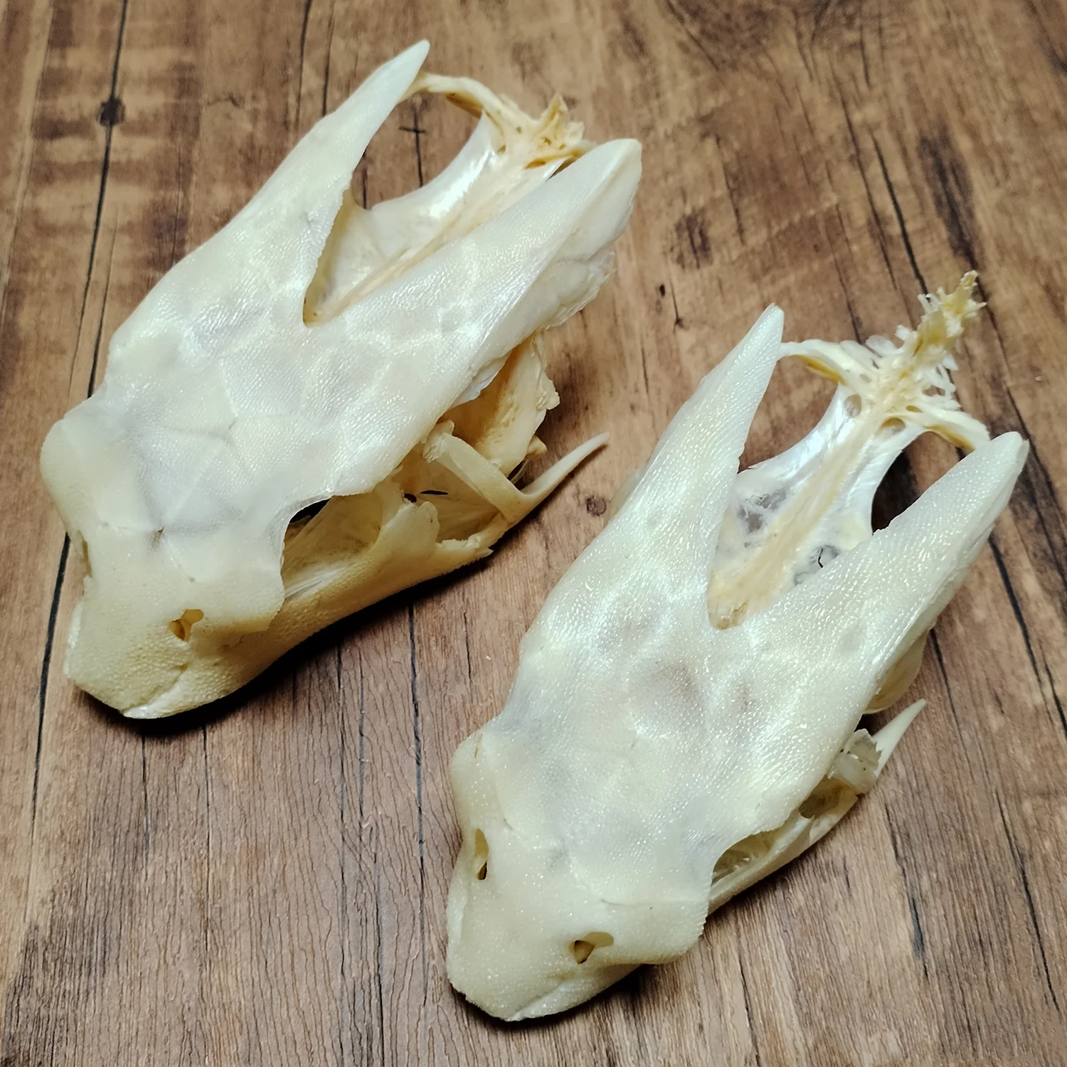 Real Dactyloptena Orientalis Skull Authentic Deep Sea Fish Specimen Fish Bone Animal Skeleton Taxidermy Science Education