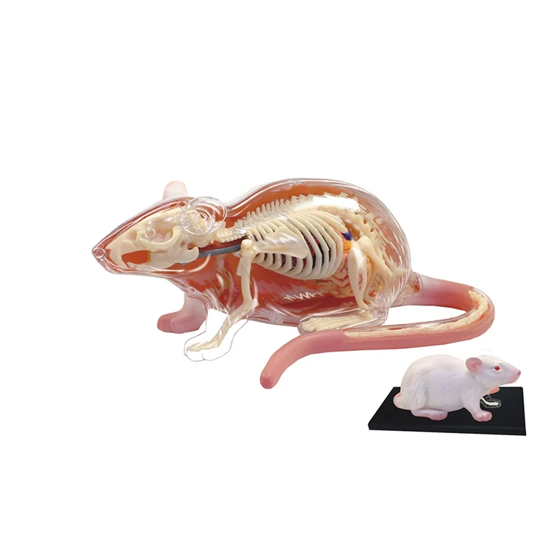 29 Parts White Mouse 4D Master Animal Anatomy Model Detachable Organs Body  Science Educational DIY Toys Gift