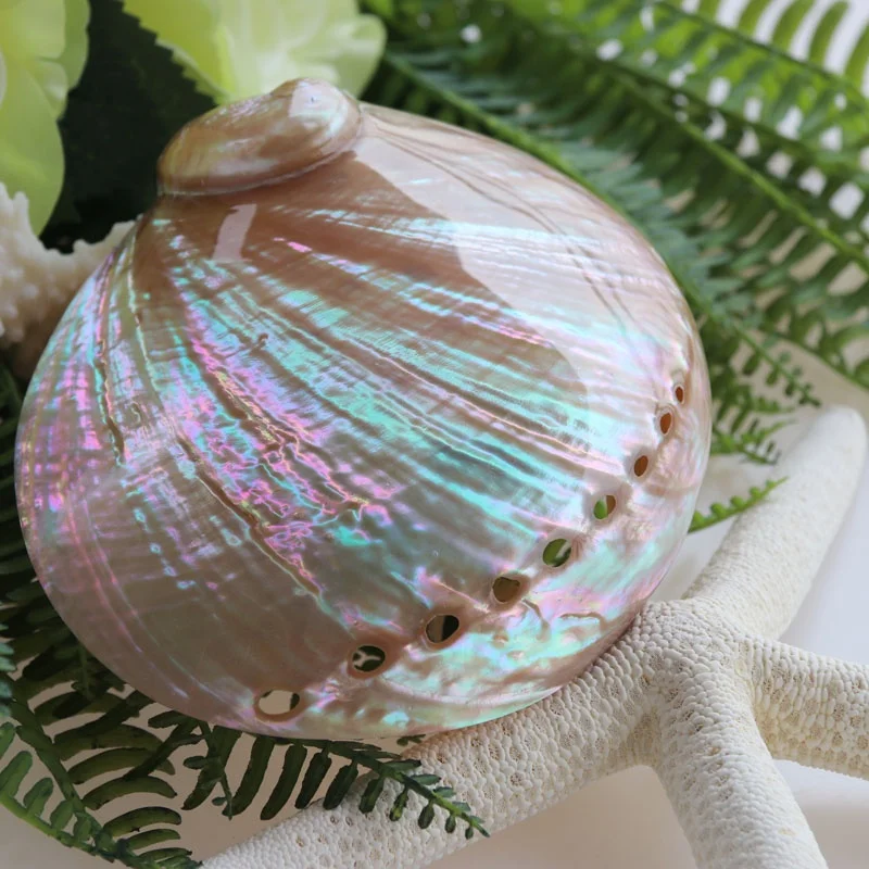 12-15cm Polishing Australian White Abalone Shell Natural Shell&Conch Home Decoration Sea Beach Wedding Landscape Decoration