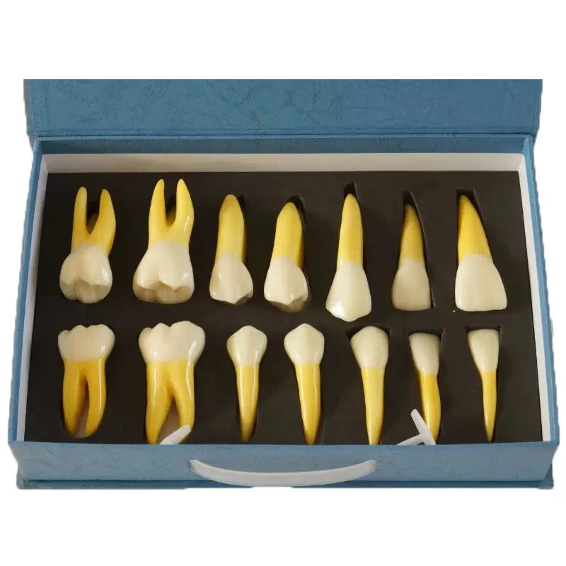 

4 Times Permanent Anatomical Dental Models for Clinic Human Teeth