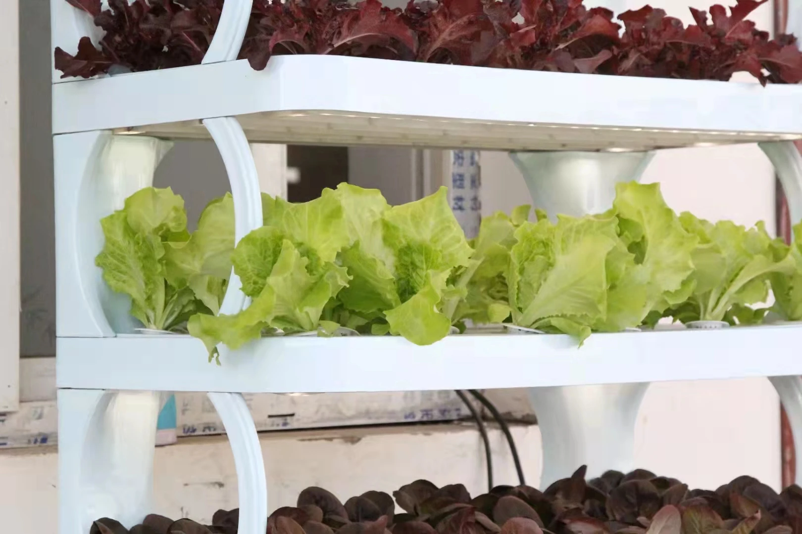 مصباح زراعة الخضروات المائية الذكي للمنزل، نظام زراعة المائية الداخلي #6