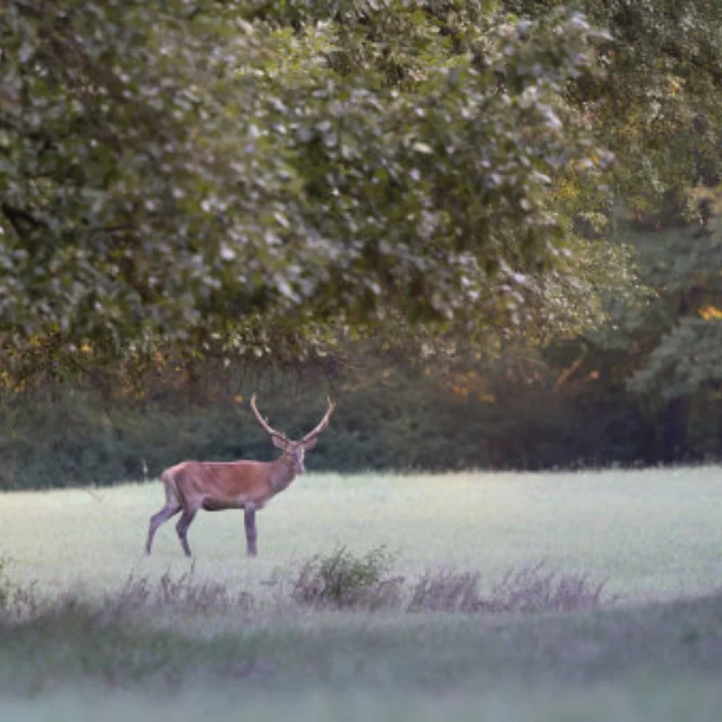 

RC Parts Electric Car brushless Motor Heatsink Cover Cooling Fan540 3650 3660 3670 Motor Heat Sink