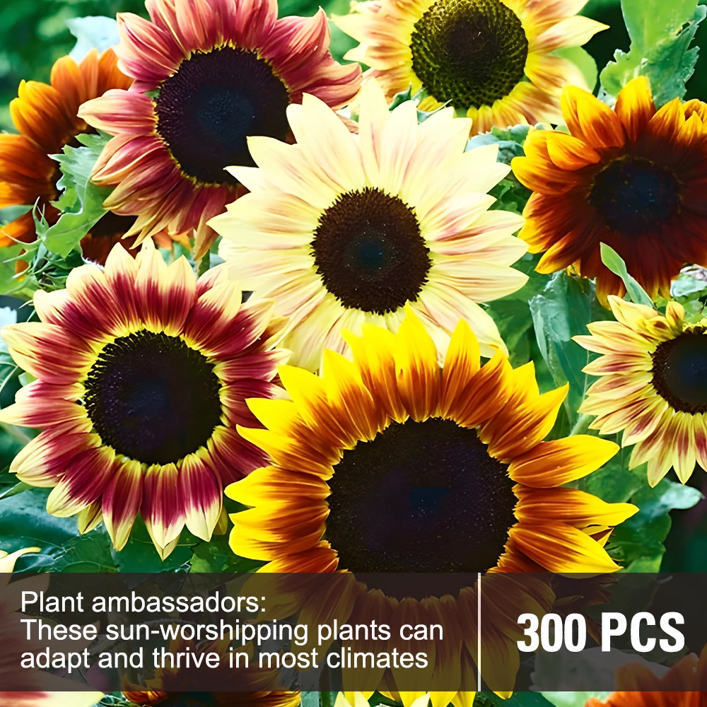 

1 pack of 300 colorful sunflower seeds, suitable for home garden flower seeds, beautiful flowers