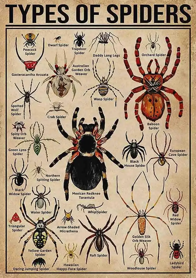Spider Knowledge Metal Tin Signs Vintage Retro Wall Decor Children Education Infographic Plaque Science Posters Home Office Clas