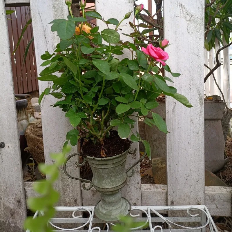 Double Ear Round Mouth Trophy Flowerpot Vintage Iron Plant Pot Homestay Balcony Flower Container