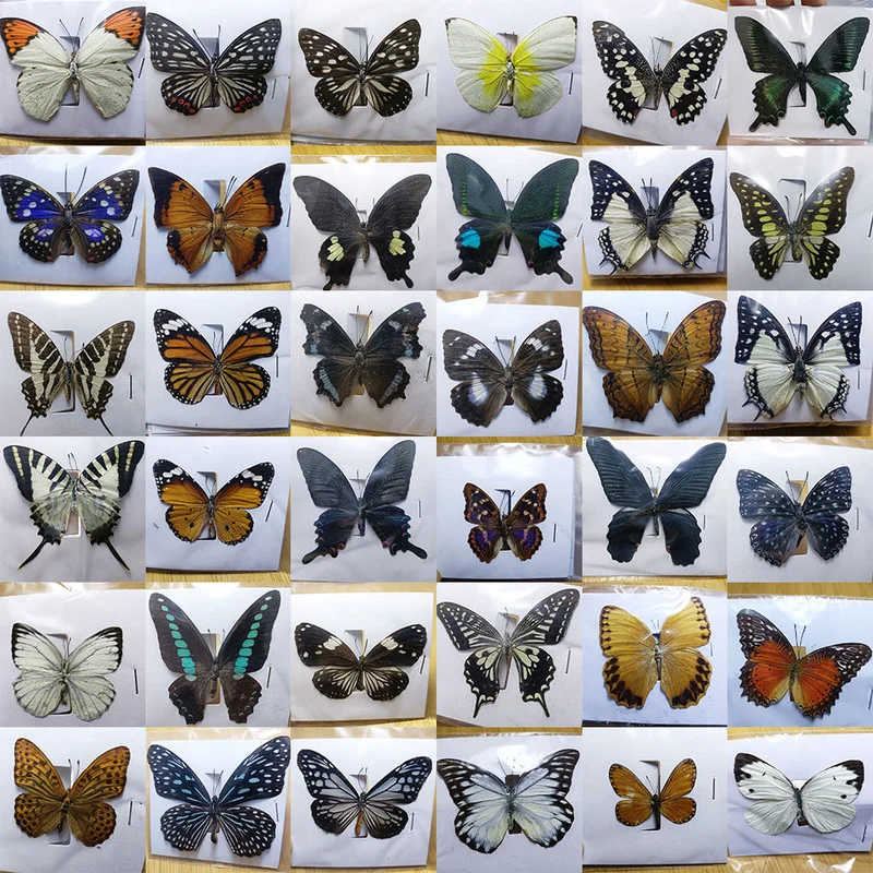 Dry Specimen Butterfly Multiple Style Options Suitable for Handmade, Photo Frame Make, Wall Decoration,Butterfly DIY,Home Decore