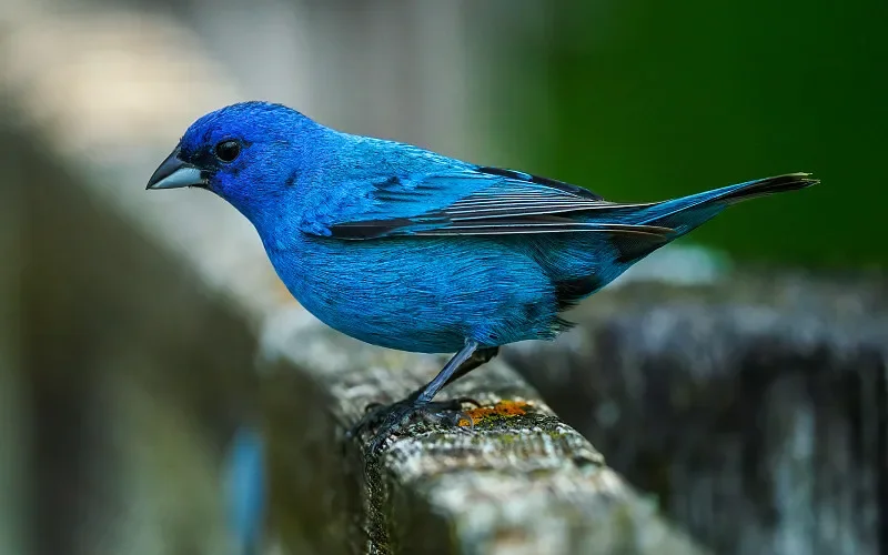 

SKYZONE VT1225 1,2G 2,5 Вт VTX — корпус с ЧПУ, 4-скоростное питание, аналоговая Бродяга IRC для FPV